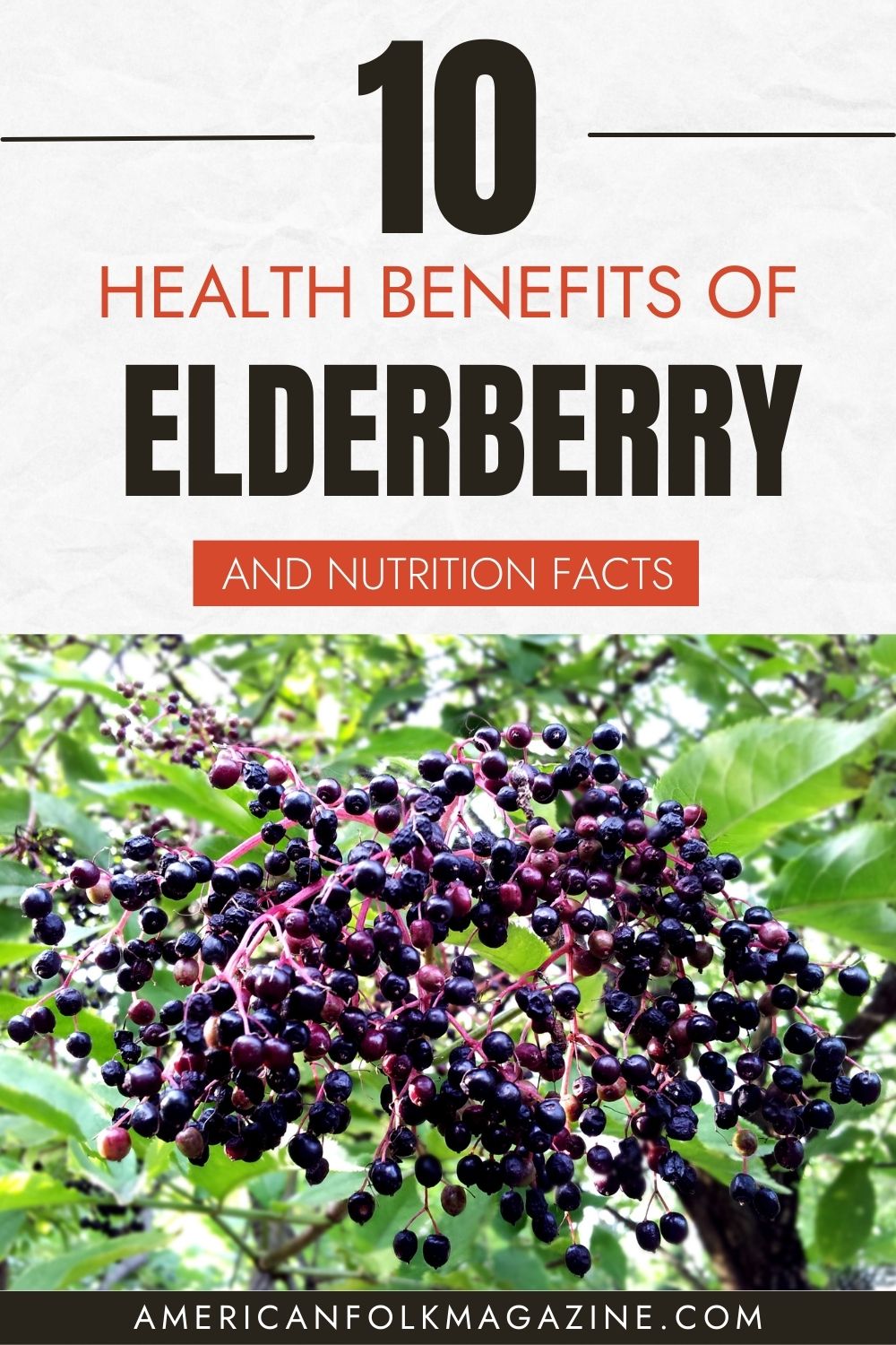 Elderberry Nutrition Facts and 10 Health Benefits